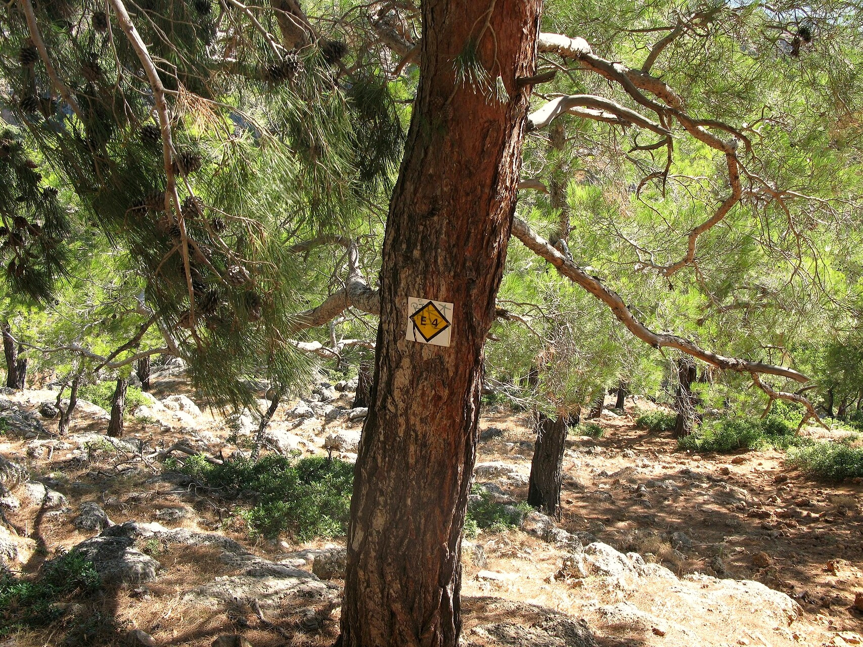 © Lungo41, Wikimedia Commons (CC BY-SA 4.0) Het kustpad E4 in het dennenbos bij Sougia - Kreta - Griekenland © Lungo41 / Wikimedia (CC BY-SA 4.0)