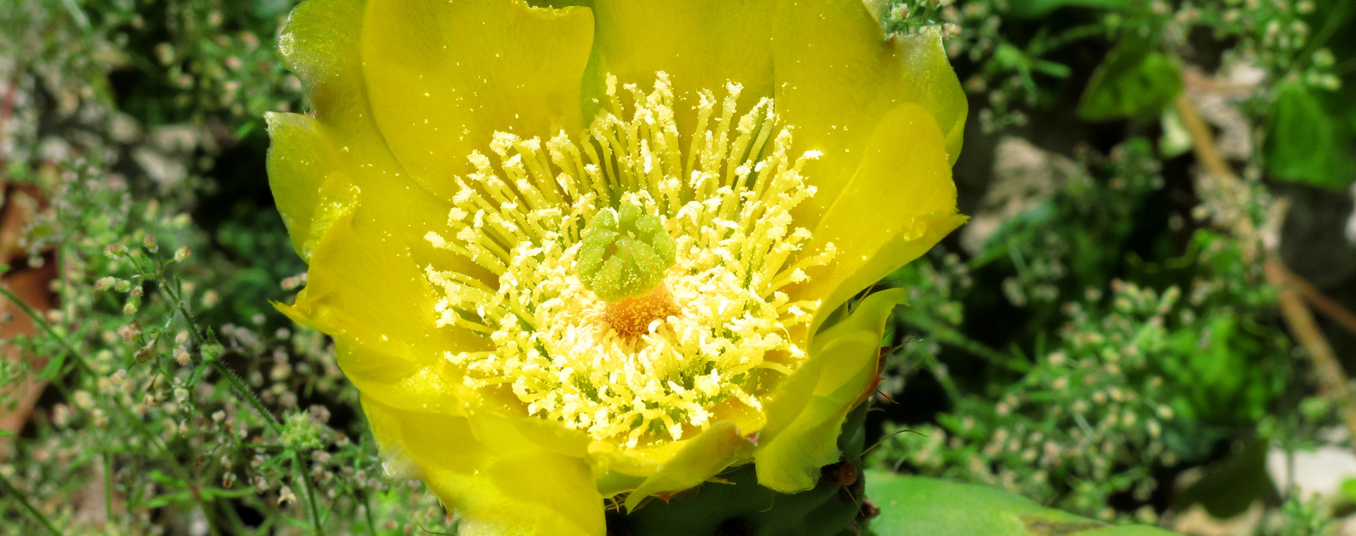 La fleur d'un figuier de barbarie - Grèce