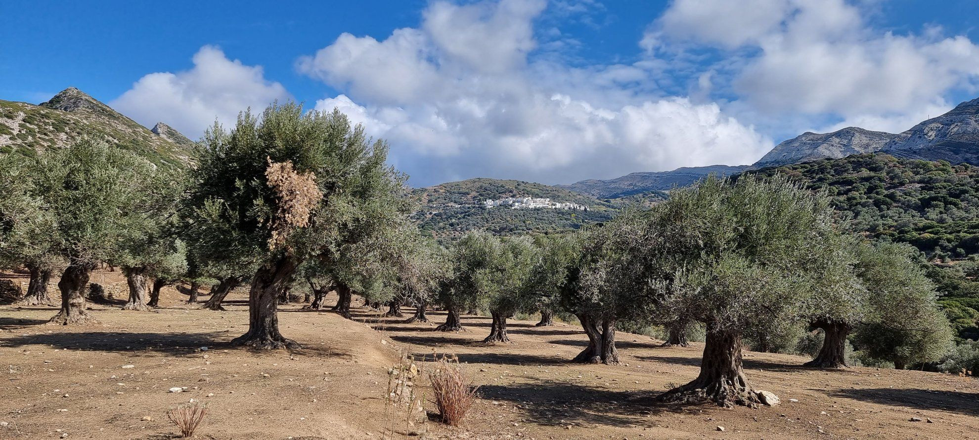 Duizend jaar oude olijfgaard in de vallei van Tragéa - Naxos - Griekenland
